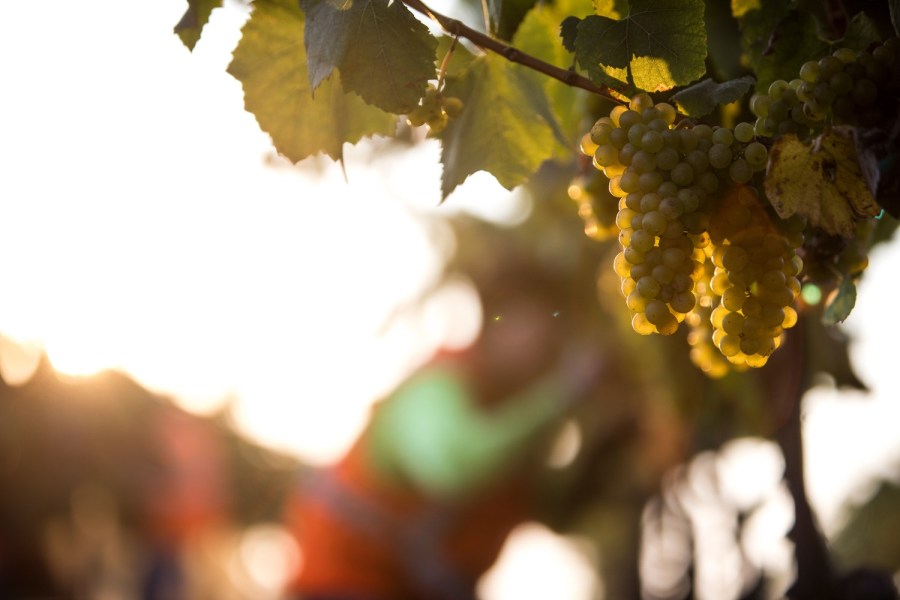 The Lay of the Land: Frank Family Chardonnay *