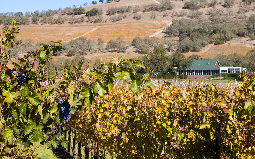 The Mumm Napa Winery: French Tradition, California Style