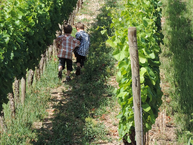 Vineyard Update- Flowering and Fruit Set