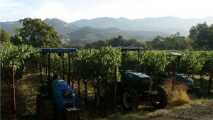 Which Appellation of the Napa Valley is Right For You? P