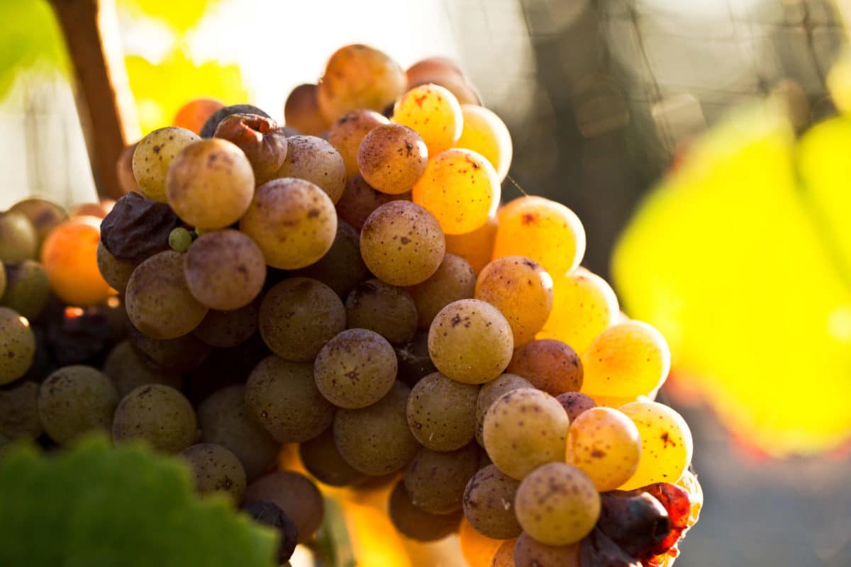 late harvest wine defined